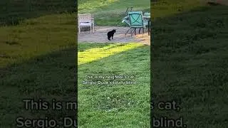 CAT TRAINING 🐱 - FUNNY CAT 🐈 - CAT VIDEOS - HONEST CAT - CUTE CAT 🐈 - TRAIN YOUR CATS - 
