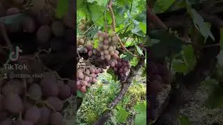 Ультра ранние сорта винограда. Гурман ранний. #виноград #донецк