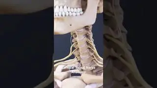 Cervical Spinal Nerve Anatomy