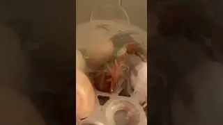 Freshly hatched chick in incubator