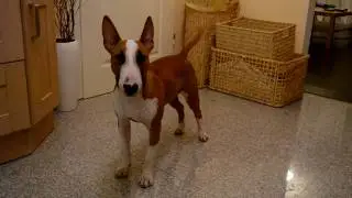 Unser Clown talking Bullterrier Micky  // Funny Dog // Part 6