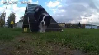 Agility training Sido