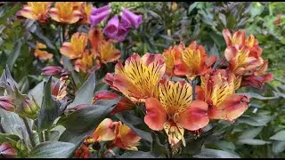 Альстромерия в Саду Alstroemeria