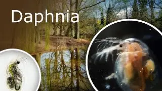 Plankton Under a Microscope: Daphnia (Water Flea). What Is It, Anatomy and Where It Can Be Found