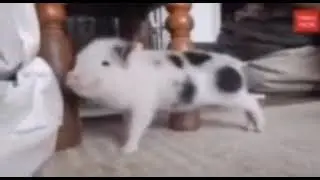 пухля смачно флексит🐷🥵