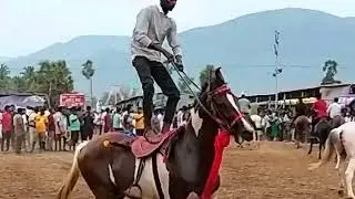 Stylish Horse riding