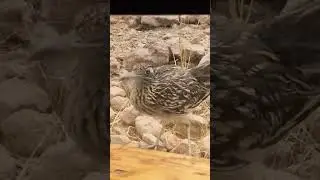 Cute animal 