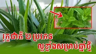 រុក្ខជាតិលម្អ ៤ ប្រភេទ ដែលគេនិយមដាំនៅក្នុងសួនច្បារ ប៉ុន្តែល្អខ្លាំងណាស់សម្រាប់ធ្វើថ្នាំ