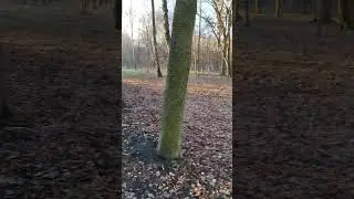 Ягдтер'єр і білка