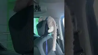 Ездок #саймири