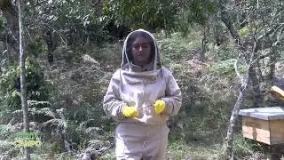 Apicultura sin ella no hubiera agricultura manejo de las abejas - Frente Al Campo