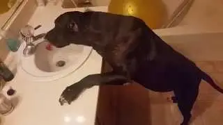 Dog Turns on Sink to get Drink