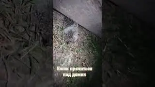 ёжик прячится