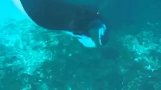 Mantas part 2.