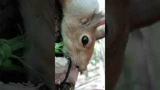И косточка, и шишка / Both the bone and the bump 