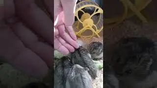 #хомяк #funny #animals