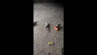 Садовые игры - щенки мопса
