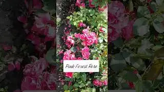 EDROSES/Троянда 🌹  Пінк Форест Роуз (Pink Forest Rose) , Німеччина , W. Kordes' Söhne , 2019г.