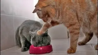 Самые смешные коты / Приколы с котами || Немного Позитива
