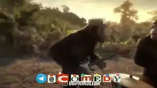 Маймунлар хужуми