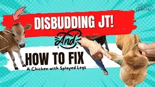 Disbudding A Bull Calf | DIY Vet Fix For Splayed Leg | Homestead VLOG