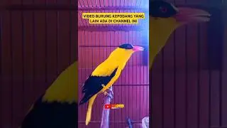 BURUNG KEPODANG GACOR #shorts #gogorsutrisnonnzz #kepodang #kicaumania