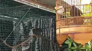 Khướu da bò nạt mái