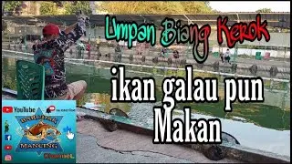 UMPAN BIANG KEROK..!!!