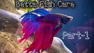 Betta fish care #fish #care