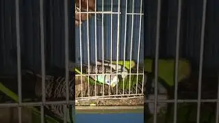 having mango leaf 🌿 #birds #birdcolony #villagenaturelife #colonysetup #birdslover