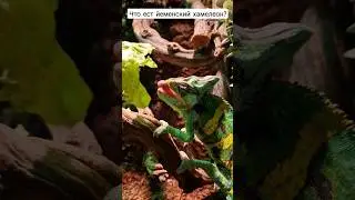чем кормить хамелеона? 🐲😳😋 