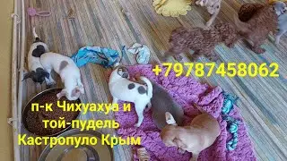 стали чуточку взрослее,новости нашего питомника чихуахуа и той-пудель Кастропуло с любовью ❤️