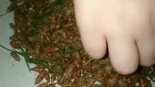 Сосновые почки!