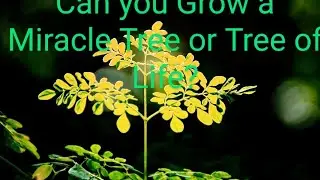Moringa Growing - Tree of Life or Miracle Tree Touring my Garden Bananas , Papaya and Moringa Tree