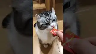 не могут .... 