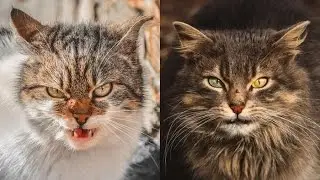 Beautiful Portraits Of Stray Cats By Gabrielius Khiterer