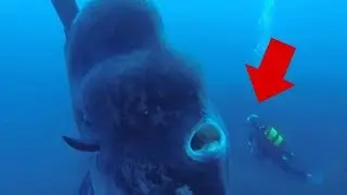 КОГДА ЭТО МОРСКОЕ ЧУДИЩЕ СХВАТИЛО ЕГО ЗА РУКУ ПРОИЗОШЛО ЭТО