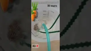 Первые посевы семян в ОТКРЫТЫЙ ГРУНТ. Так они лучше всходят 🥕 30 марта 🥕 