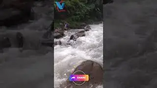 Buffalo rescue from flood 