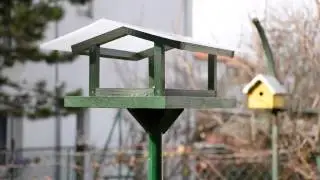 Senice na hranilici / Tomtits on a Bird Feeder