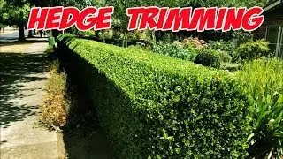 Hedge trimming tips in realtime. How to trim a hedge the easy way
