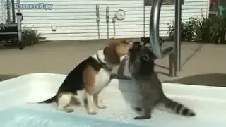 Покажи зубки!