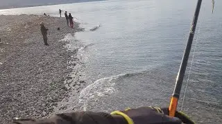 Peshkatar Bariu specialist i kallamarëve gjigant!😀