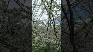 Цвіте італійська алича