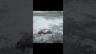 RDR 2 moose slips on ice and can’t get up