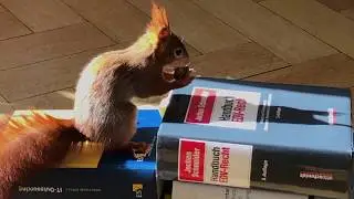 Kanzlei-Eichhörnchen 2019