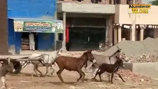 donkey mating 12 | horse mating | horse breeding | donkey breeding | horses mating numberdar vlog