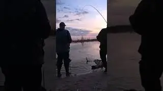 Язь на попловок🎣🐬#sorts#fishing