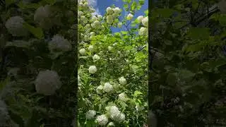 Калина бульденеж цветет