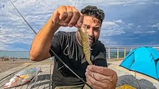 1 Dia de Pesca na Flórida, Grandes Camarões e Peixe Assado
